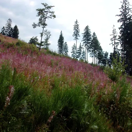 In Mit Gemeinschaftsgarten Apartment Schmallenberg