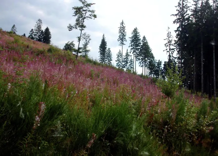 In Mit Gemeinschaftsgarten Apartman Schmallenberg